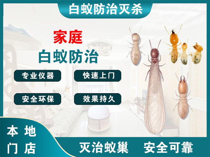 苍南县家庭白蚁防治