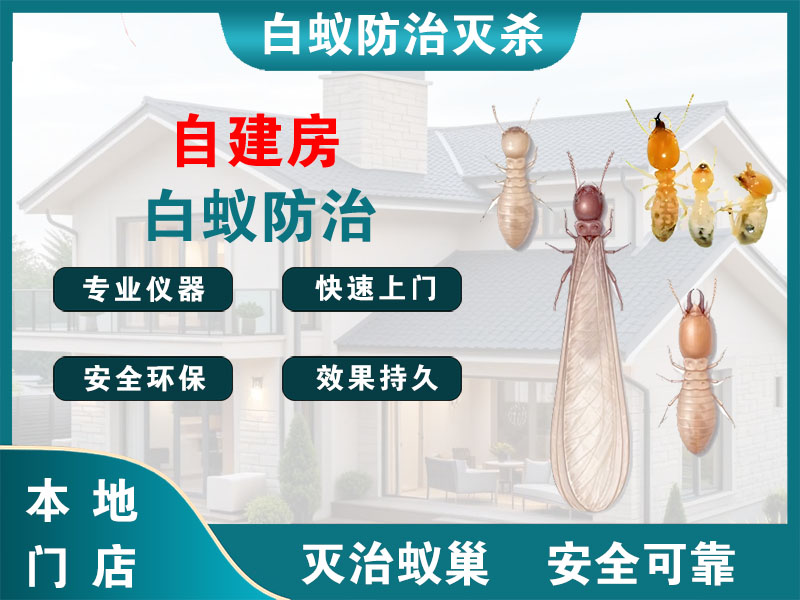 苍南县自建房白蚁防治