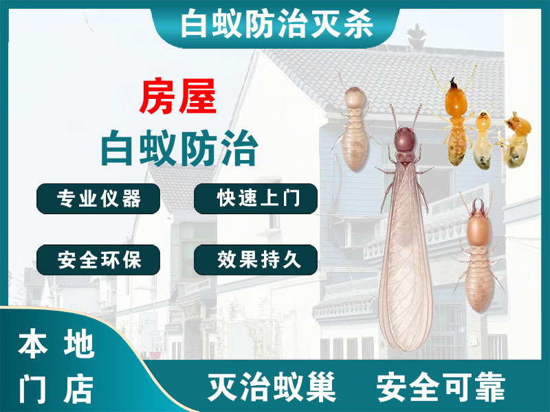 苍南县房屋白蚁防治